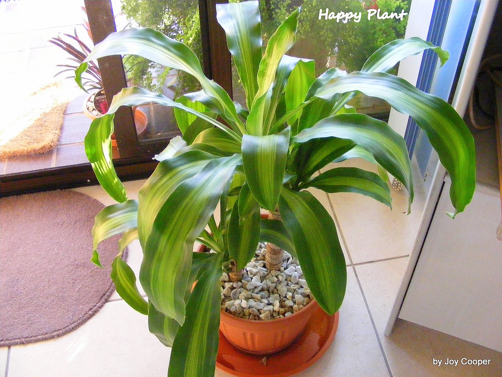 Dracaena Massangeana